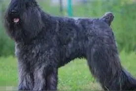 每日一犬---波兰德斯布比野犬图片