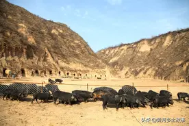 山西小伙荒沟养“野货”，黑猪肉1斤45元供不应求，想吃要预定图片