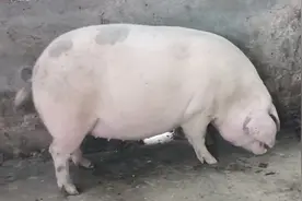 养母猪，想要母猪多产仔，学会五点，能提高母猪产仔数图片