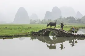 于中华：《老 牛》图片