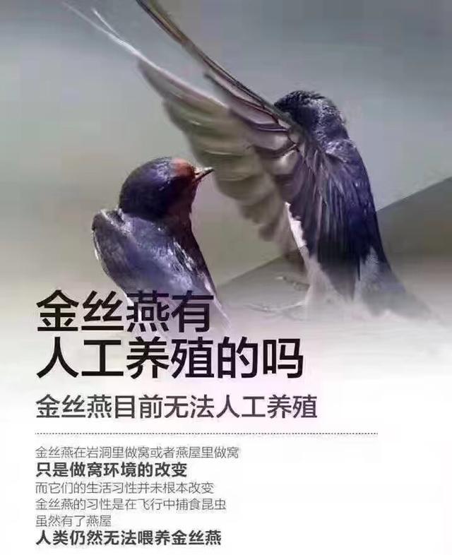 燕窝是什么样子图片 2026年燕窝是什么样子图片大全
