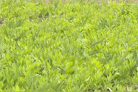 林口县三道通镇五道村：玉竹种植成农民脱贫致富“新药方”图片