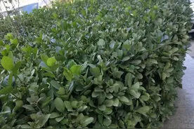 大叶黄杨（植物学名：冬青卫矛）图片