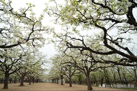 美！宁陵梨花桃花齐芬芳  云上实地供观赏图片