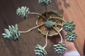 普货之王白牡丹，用点小技巧，轻松变成迷人的粉牡丹，特别好看图片