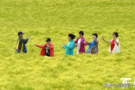 焉耆县：板蓝根花海迎客来图片