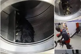 残忍！马来西亚男子丢3只猫进洗衣机搅死，事后淡定享用美食图片