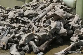 “化石猎人”淘宝松花江，收藏上百枚灭绝动物化石，距今数万年图片