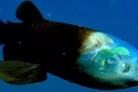 盘点深海中的那些奇形怪状的鱼类，颠覆你的认知图片