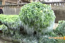 太阳能水管夜晚被冻裂，昆明一小区出现美丽“冰凌”奇观图片