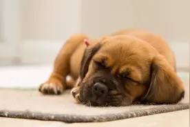 狗和猫每天需要多少睡眠时间，才算休息好了？图片