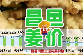 2020年4月24日昌邑生姜价格行情图片