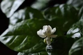 香风弥夏，茉莉又开花图片