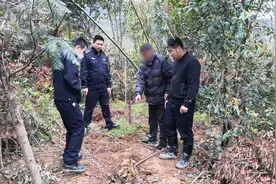 盗窃政府征用地块上的69棵树，杭州6人被判刑！图片