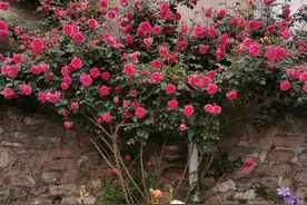 庭院花园打造属于自己的花墙，大游行月季一定适合你图片