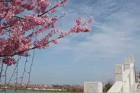樱之恋—（电影文学剧本梗概）图片