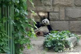 北京：大熊猫享用新鲜竹笋图片