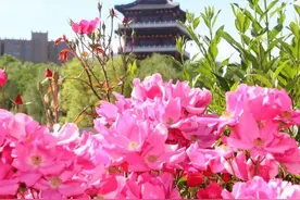 【崇信文旅】花城崇信花似锦图片