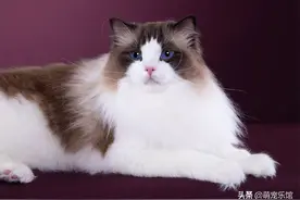 国际猫协会（TICA）选出的顶级纯种猫TOP 15图片