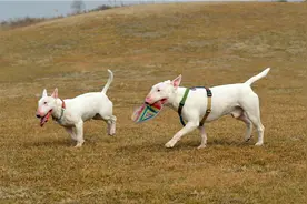十大恶犬牛头梗公园随拍记录图片