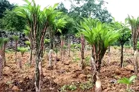 原创散文 | 魔芋的植株不止一次进入我的梦乡，并且都是噩梦图片