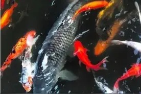 进展来了！偷捕明星鲤鱼“莽子”的四人被行拘图片