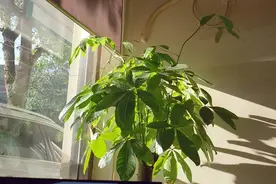 可以养卫生间的3种花，叶油绿花漂亮，吸湿气去异味，长势好图片