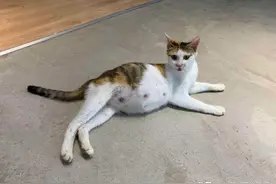 流浪猫挺着大肚子求助，女子将它引进公司内，一口气生下8只小猫图片