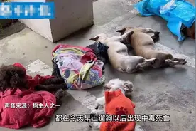 贵州一小区8条宠物狗被毒死，主人怀抱尸体崩溃大哭，网友：自找的图片