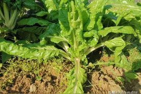 此菜叫“厚皮菜”，粗纤维含量高，1斤卖4元，不吃肉也要买点图片