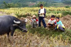“七月蜂八月蛇，九月黄鳝惹不得”是啥意思？老话有道理吗？图片