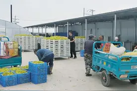 「走向我们的小康生活」大同云州区中高庄村，火山脚下田园秀图片