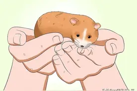 如何饲养一只仓鼠图片