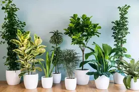 10种健康花，适合养客厅，吉祥有品味，关键个个都是净化高手图片