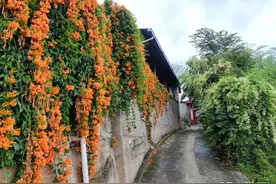 阴雨天走昆明西山，相约滇池边的格桑花海，收获别样的体验图片