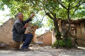 山西大山农村发现70年野生樱桃树，成熟季节惊动村民，看是啥样图片