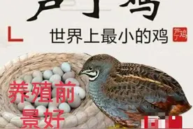 比鸡蛋还小的鸡—芦丁鸡，个头虽小，营养却很高，养殖前景很不错图片