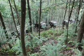 深山密林里的80后“跑马帮”夫妻，月入五万直言短命十年图片