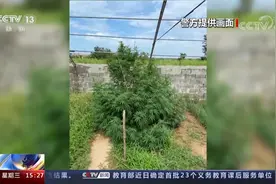 “金老师”是谁？民警假扮毒贩子引出神秘的“金老师”！图片