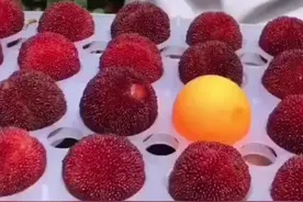 种植东魁杨梅的方法图片