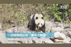 你了解“秦岭大熊猫”吗？一分钟带你认识“国宝中的美人”图片