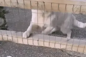 妹子路过邻居家，柴犬却笑成了“眯眯眼”，换成男生就变了图片