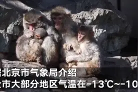 太冷啦！北京动物园猴子抱团取暖 相互依偎画面温馨图片