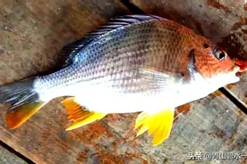 清明前深圳周边海钓鱼情介绍，对广大钓友有帮助吗？图片
