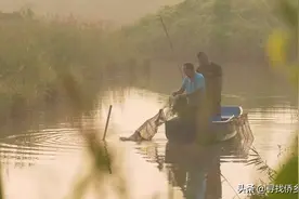 台山都斛青蟹“复工”，“混养”模式有望促进提质增产！图片