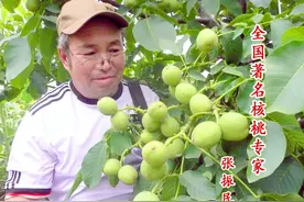 「弘蕊科技」 核桃果苔副梢处理的技术要点及原理图片