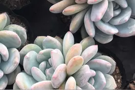 二手多肉商贩有多赚钱？3块批发的橙梦露，5个月过后，30块一棵图片