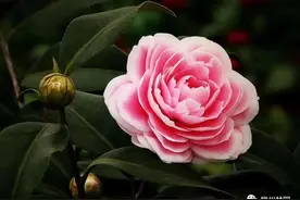 柳州市雀儿山公园春归茶花盛图片