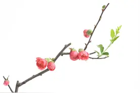 众生汲汲营营，从金钱到爱情，由权势到生死，有谁真正抓住了什么图片