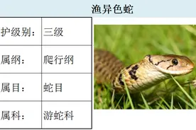 国家最新水生野生保护动物名录（共计三百余种），第4期图片